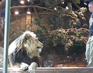 【動画あり】 動物園ライオン、新人飼育員を襲う → ベテラン飼育員「やめろ！」メスライオン「やめて！」