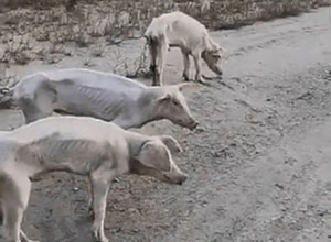 【衝撃】 北朝鮮の豚、めっちゃ痩せてる・・・