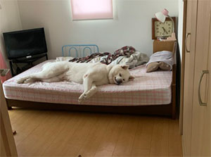 【悲報】 イッヌ、寝床を占拠ｗｗｗｗｗｗｗｗｗ