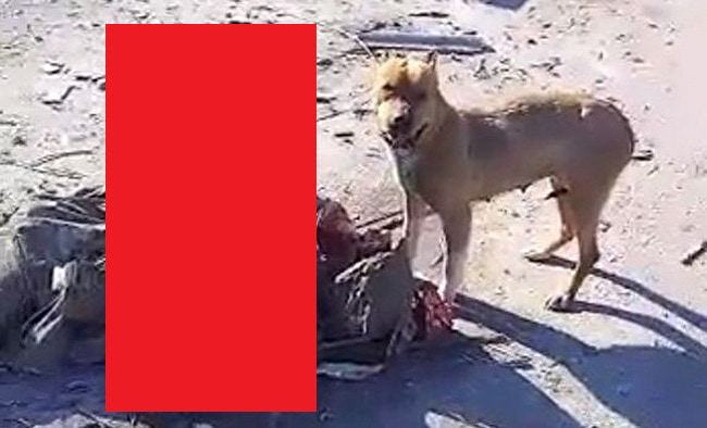 【閲覧注意】 ウクライナの戦場に世界最強の犬「ピットブル」投入 ⇒ ヤバい光景になる…（動画あり）