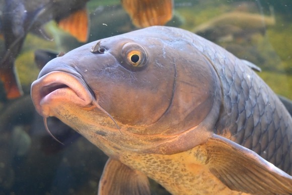 【画像】 暑さのせいで川の鯉が死んでる????????