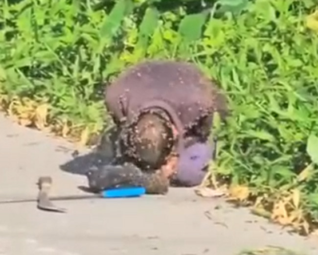 【閲覧注意】 スズメバチの大群に襲われて死亡した男性の映像、伝説になるレベルで怖い