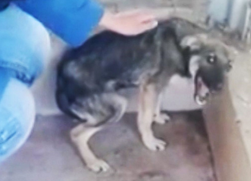 【閲覧注意】 犬をいじめてるDQN。この10秒後自分が死ぬとは思っていない・・・（動画あり）