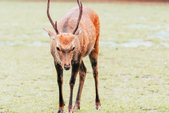【京都】 シカに刺され死亡・・・
