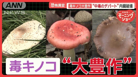 恐怖の毒キノコ“大豊作” 「内臓破壊」「呼吸困難」の恐れ 食べた家族が全員入院も