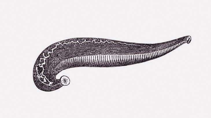 ニキビを治すにはヒルに血を吸ってもらえばいいんすよ