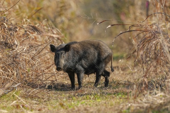山梨の果樹園「イノシシさん、ここはみんなで作った花壇です。花壇を荒らさないでください。」←