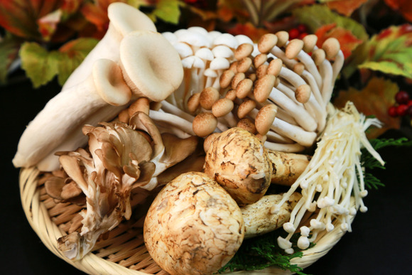 【画像】 この中に安全なキノコが1種類ある