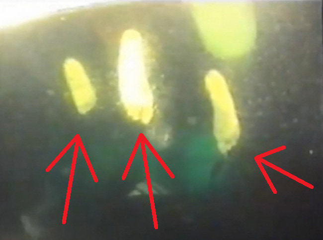 【閲覧注意】 1863人が溺死したフェリーの中（水中映像）、どんなホラー映画より怖い