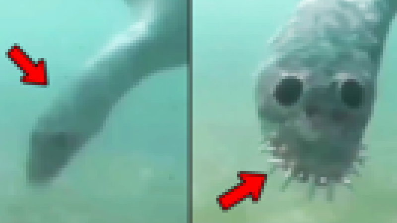 【閲覧注意】 世界中で話題になってる「海に入れなくなる画像」、さすがにヤバイ