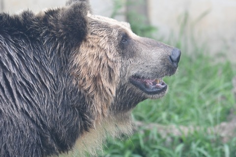 【動画】 外国人さん「クマなんて素手で余裕やでw」→結果ｗｗｗｗｗｗｗｗ