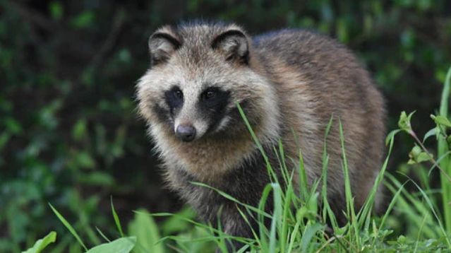 【衝撃】 「実は日本にしかいません」←これで一番びびった生き物