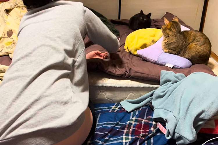 【※画面左下に御注目下さい】猫と戯れる人妻の動画【猫と嫁】